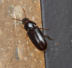 Pharaxonotha kirschii