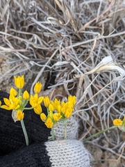 Allium coryi