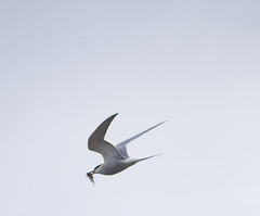 Sterna hirundo