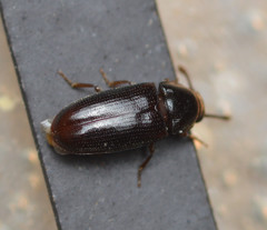 Pharaxonotha kirschii
