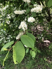 Prunus padus
