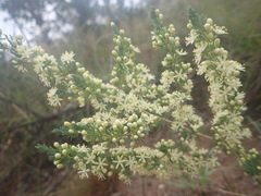 Asparagus flavicaulis