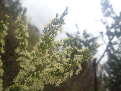 Asparagus flavicaulis