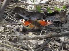 Aglais io
