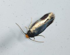 Stigmella resplendensella