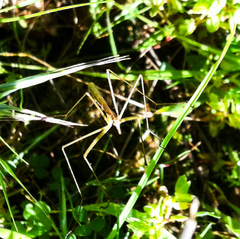 Apterobittacus apterus