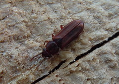 Pediacus dermestoides