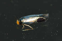 Stigmella resplendensella