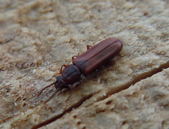 Pediacus dermestoides