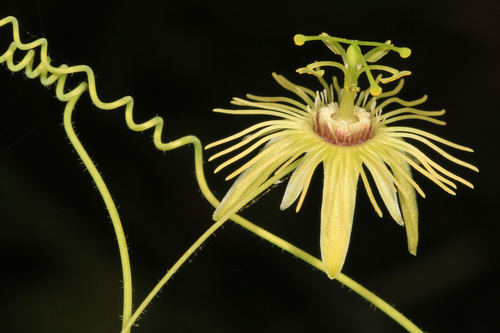 yellow passionflower (Passiflora lutea)