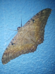 Lepidoptera