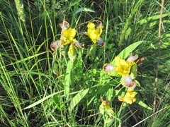 Iris variegata