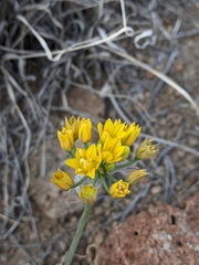 Allium coryi