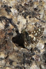Spialia diomus