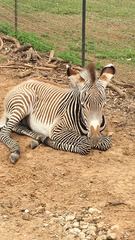 Equus zebra