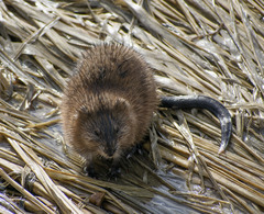 Ondatra zibethicus