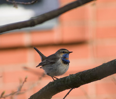 Luscinia svecica