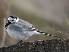 Motacilla alba