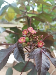 Jatropha gossypiifolia image