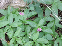Lathyrus venetus