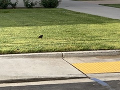 Sturnus vulgaris