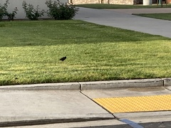 Sturnus vulgaris