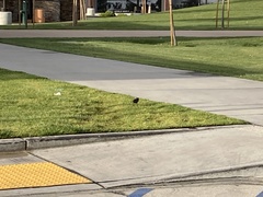 Sturnus vulgaris