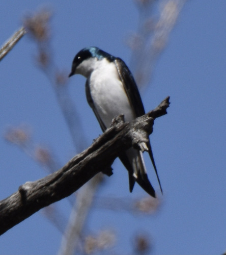 photo of Tree Swallow (Tachycineta bicolor)