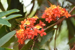 Saraca asoca