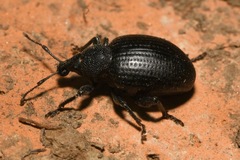 Otiorhynchus orbicularis