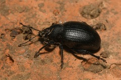 Otiorhynchus orbicularis