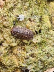Porcellium collicola