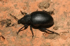 Otiorhynchus orbicularis