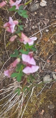 Chamaecytisus purpureus