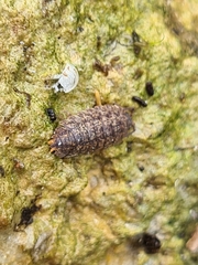 Porcellium collicola