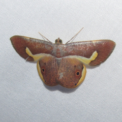 Image of Opisthoxia molpadia