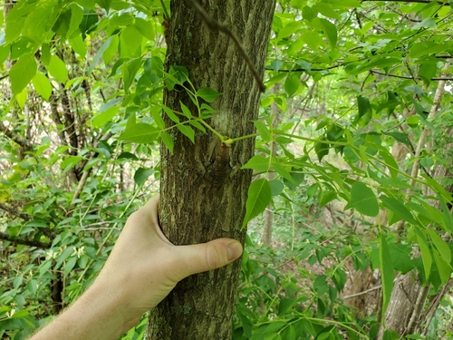 devil's walkingstick (Aralia spinosa)