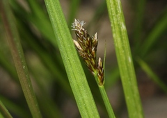 Carex integra