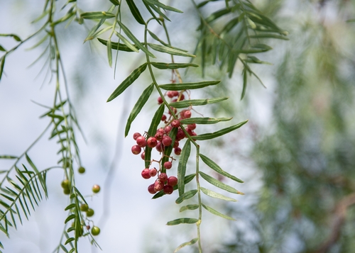 Schinus areira