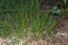 Carex integra