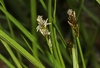 Carex integra - Photo (c) James Bailey, algunos derechos reservados (CC BY-NC), subido por James Bailey