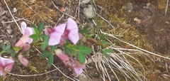 Chamaecytisus purpureus