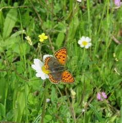 Lycaena bleusei