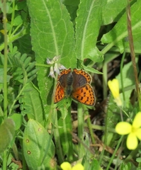 Lycaena bleusei