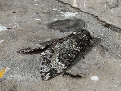 Acronicta megacephala
