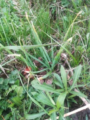 Allium