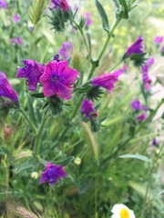 Echium plantagineum
