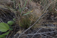 Bulbostylis burchellii