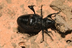 Otiorhynchus orbicularis