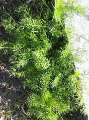 Tripleurospermum inodorum